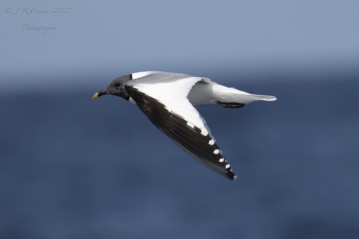 Sabine's Gull
