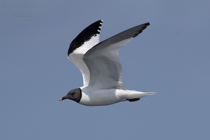 Sabine's Gull
