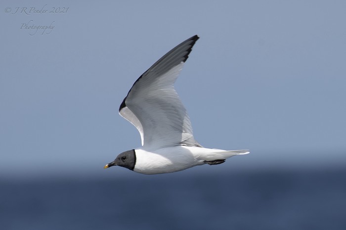 Sabine's Gull