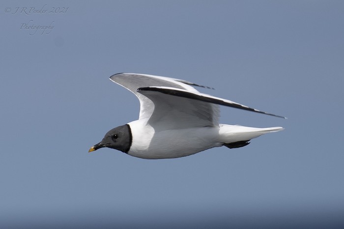 Sabine's Gull