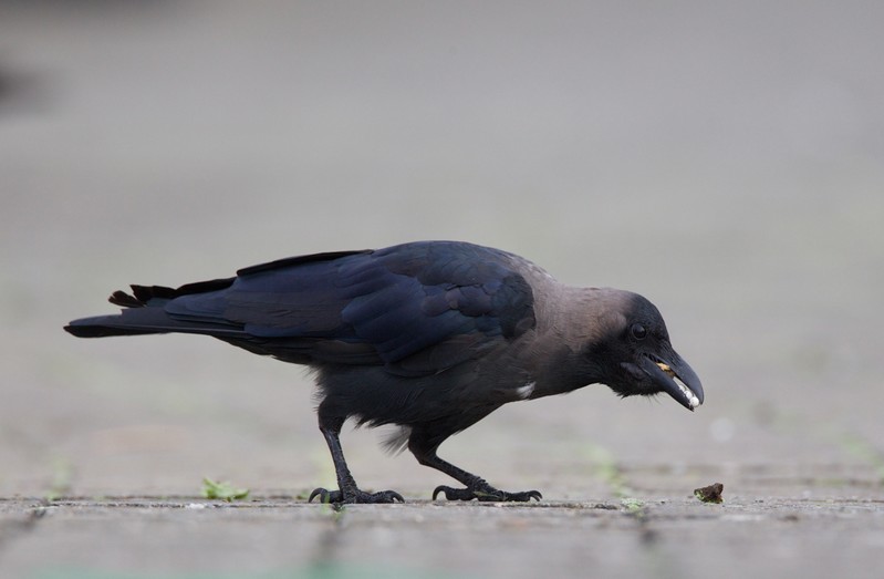 House Crow