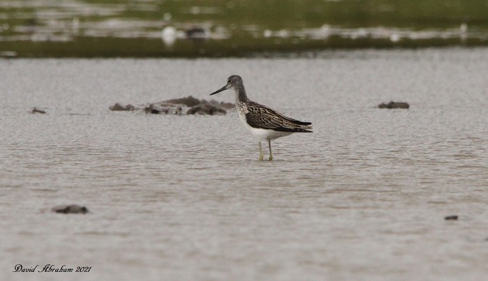Greenshank 