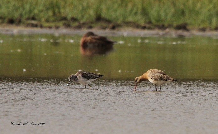 Black-tailed Godwit