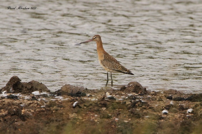 Black-tailed Godwit 