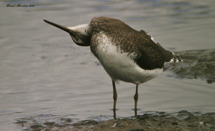 Green Sandpiper