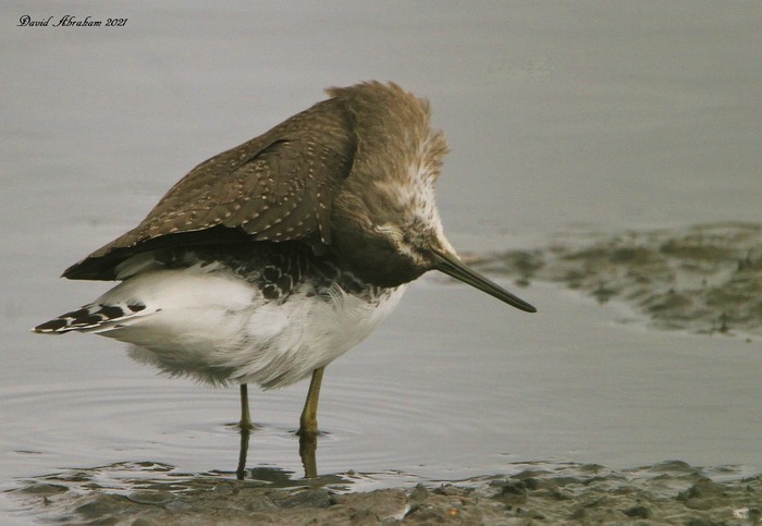 Green Sandpiper 