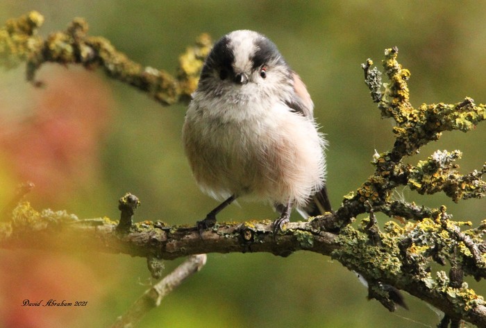 Long-tailed Tit 