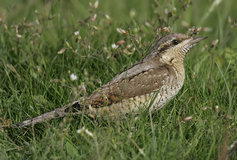 Wryneck