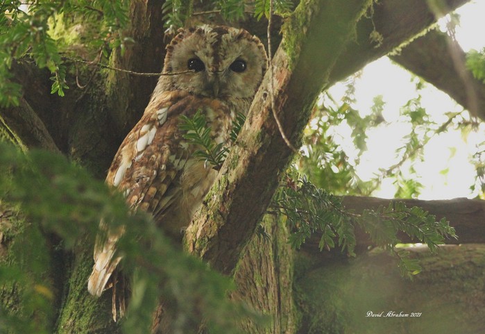 Tawny Owl