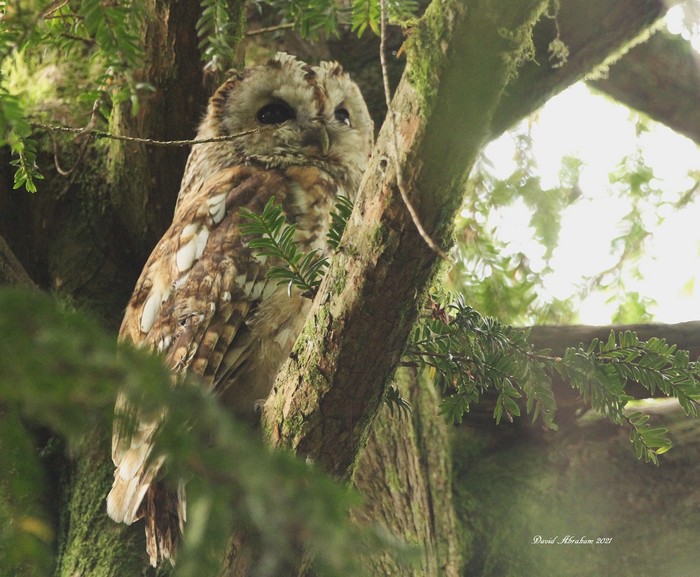 Tawny Owl 