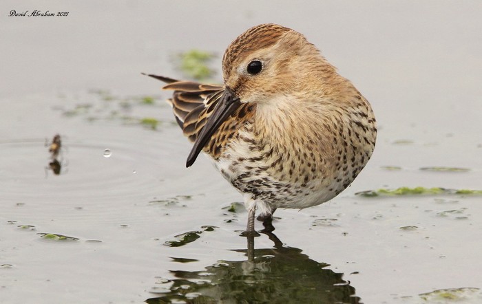 Dunlin