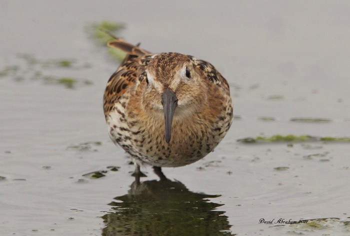 Dunlin 