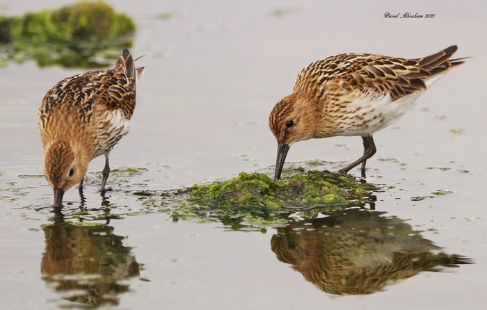 Dunlin 
