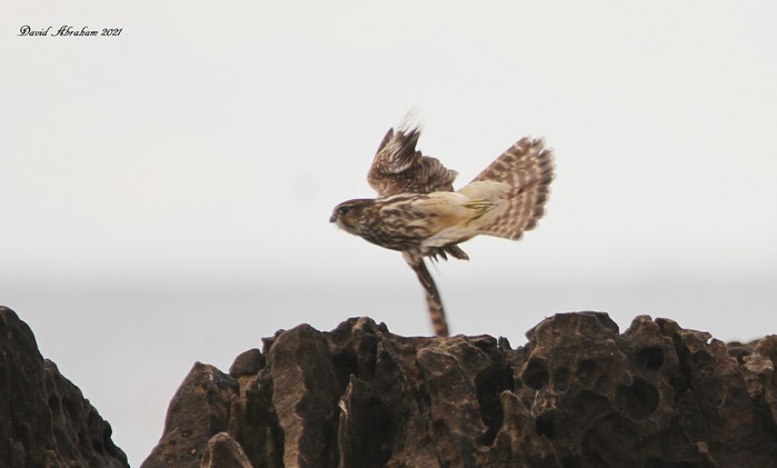 Merlin 