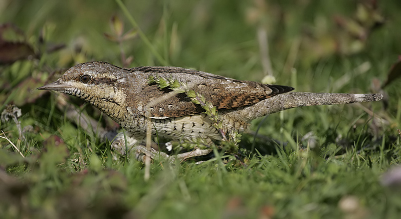 Wryneck