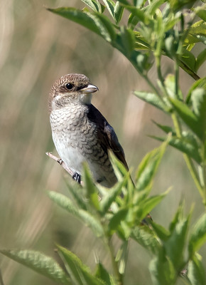 Red-backed Shrike