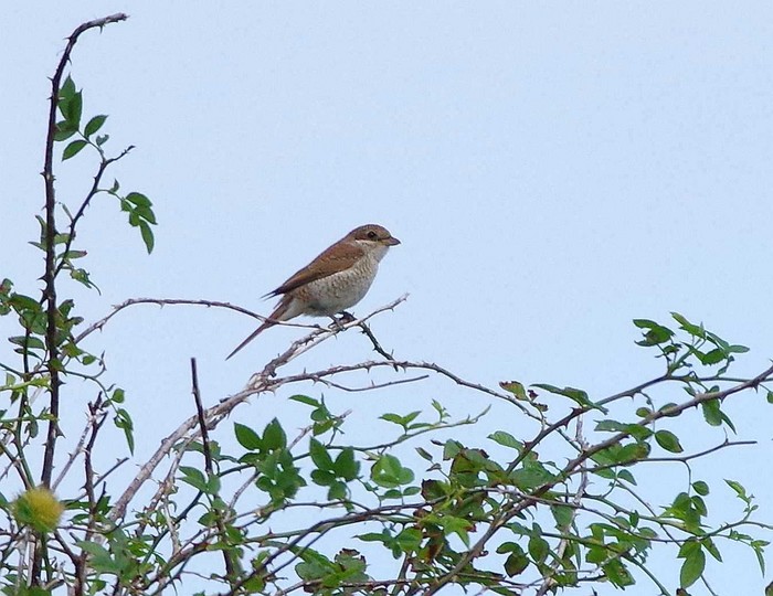 Red-backed Shrike