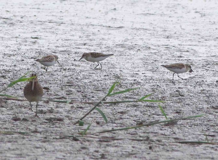 Little Stint