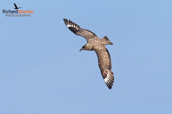 Great Skua