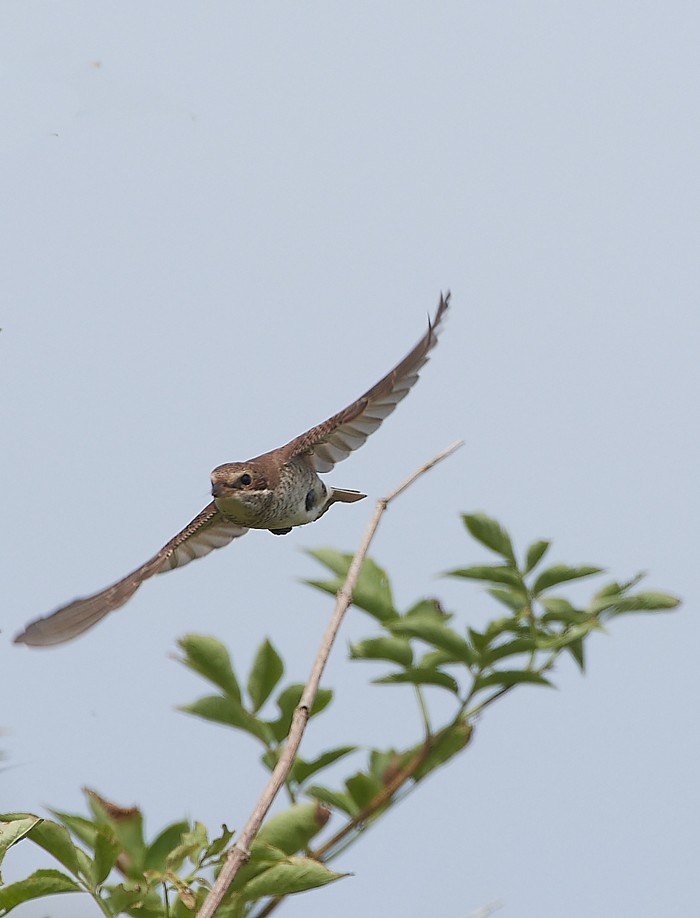 Red-backed Shrike