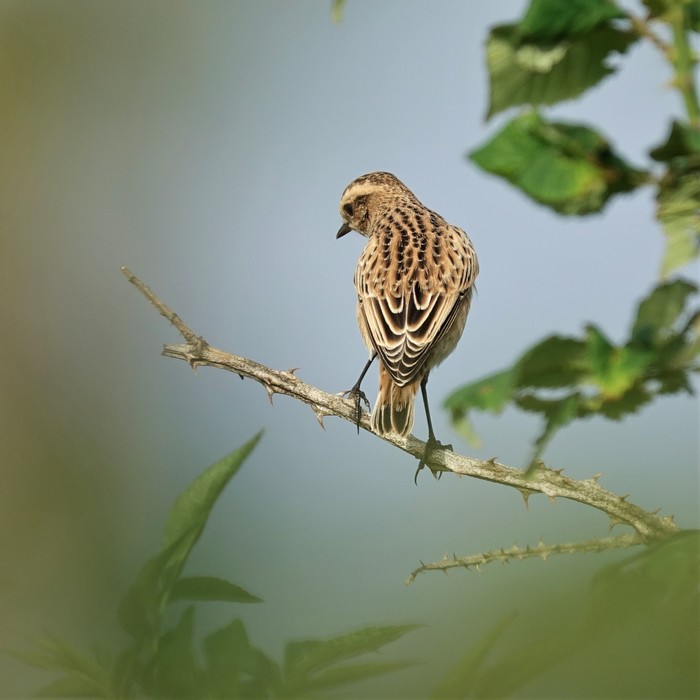 Whinchat