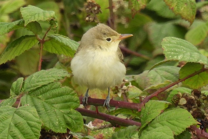 Icterine Warbler