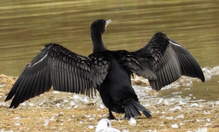 Cormorant