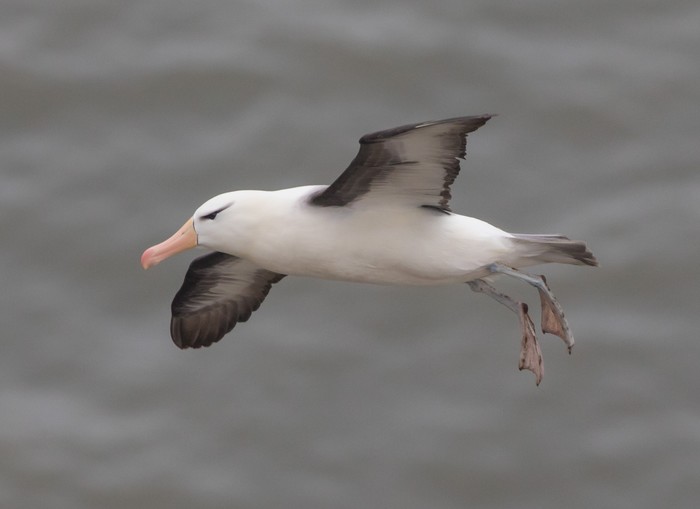 Black-browed Albatross