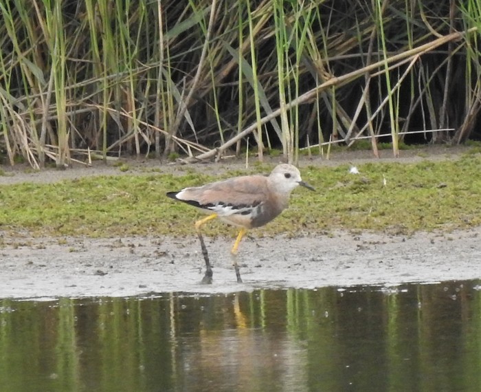 White-tailed Lapwing