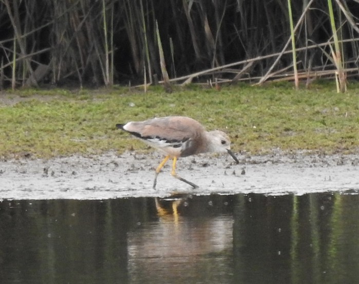 White-tailed Lapwing