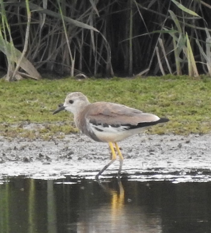 White-tailed Lapwing