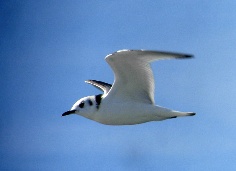 Kittiwake 
