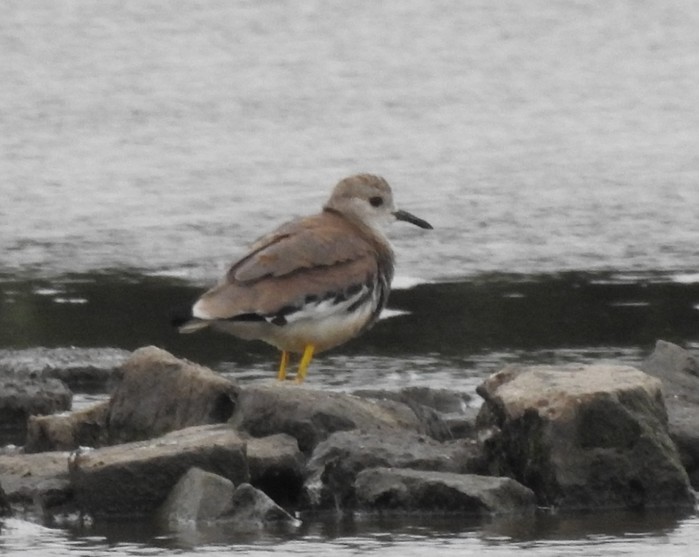 White-tailed Lapwing