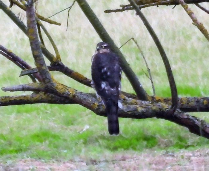 Sparrowhawk