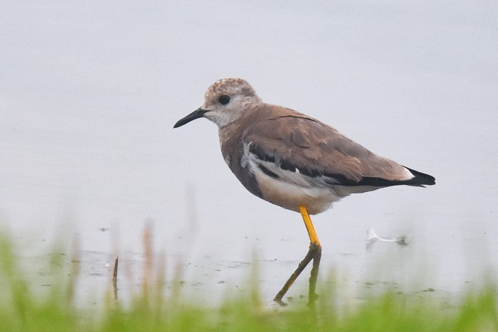 White-tailed Lapwing
