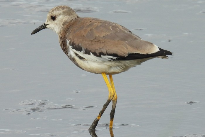 White-tailed Lapwing