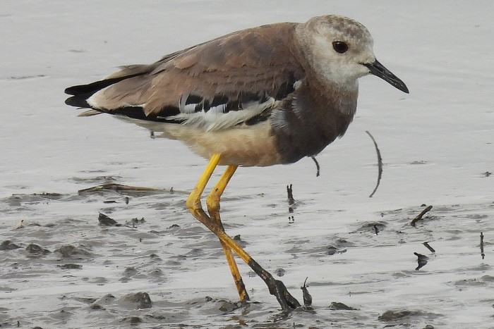 White-tailed Lapwing