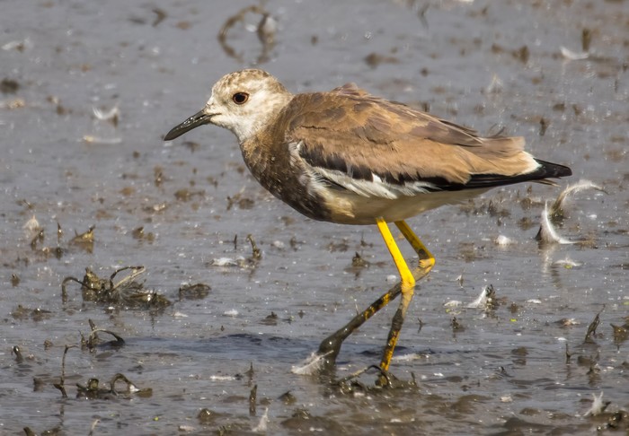 White-tailed Lapwing