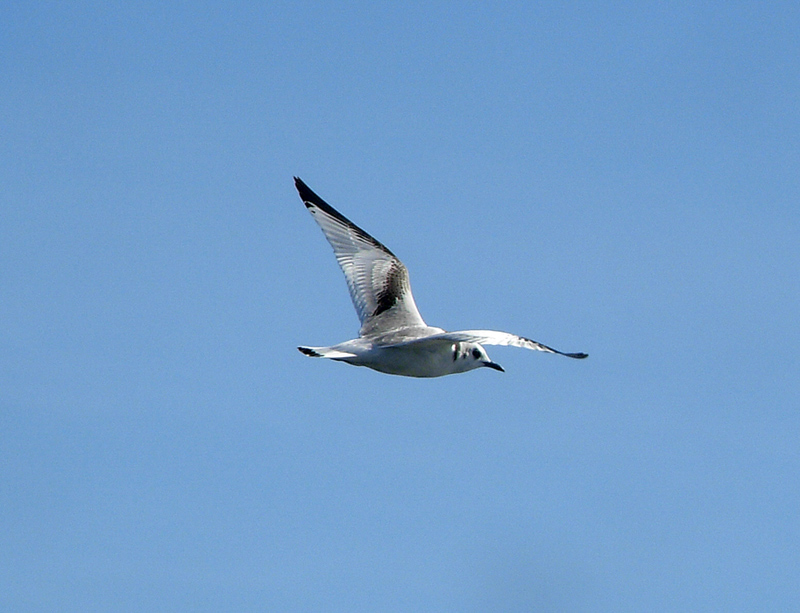 Kittiwake