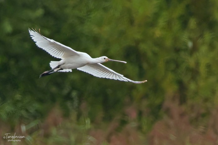 Spoonbill