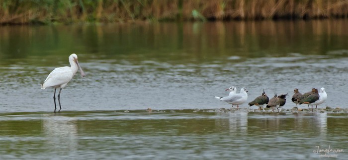 Spoonbill