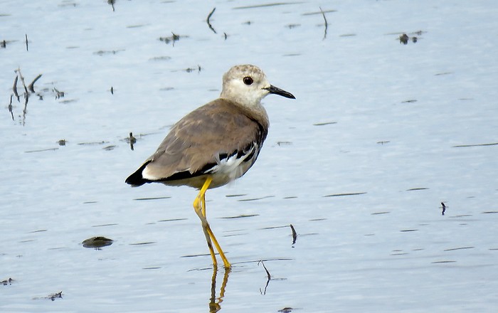 White-tailed Lapwing