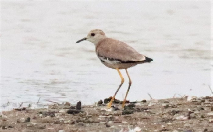 White-tailed Lapwing