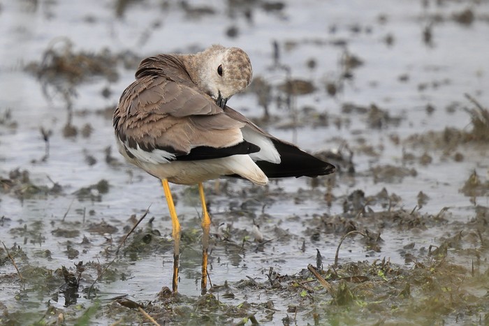 White-tailed Lapwing