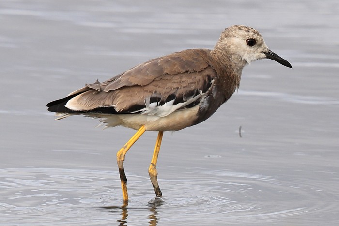 White-tailed Lapwing