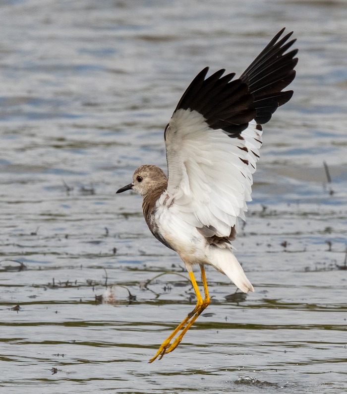 White-tailed Lapwing