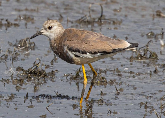 White-tailed Lapwing