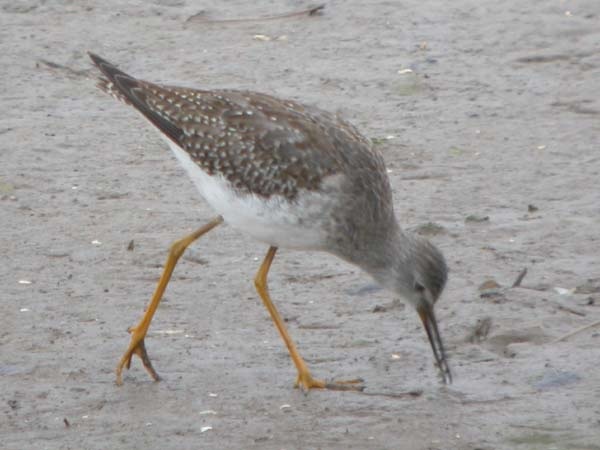 Lesser Yellowlegs