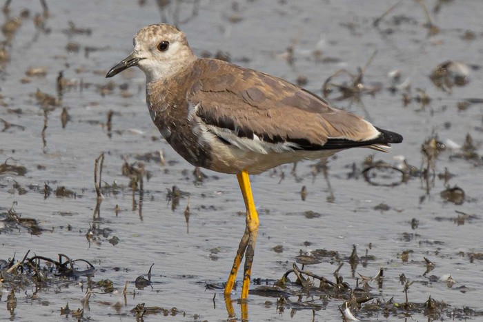 White-tailed Lapwing