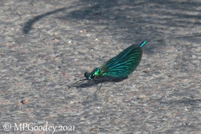 Beautiful Demoiselle damselfly
